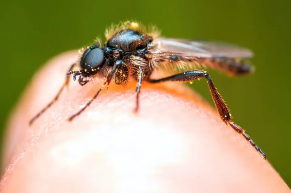 a March fly sits on a finger and warms up