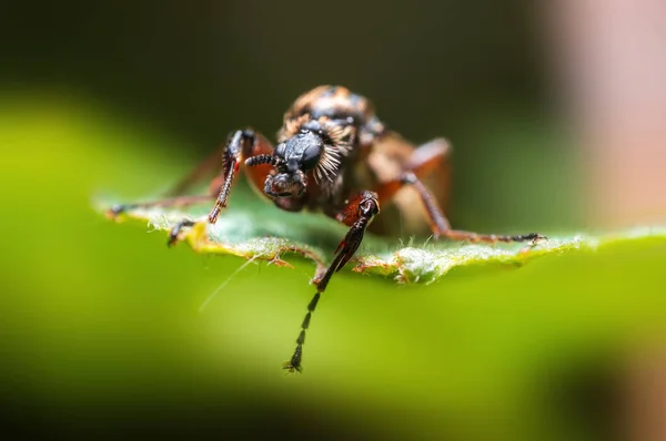 March Fly Sits Leaf Forest — 图库照片