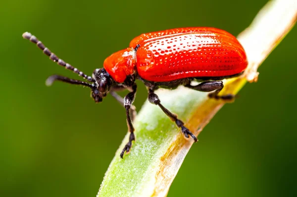 Red Lily Beetle Sits Leaf — Fotografia de Stock