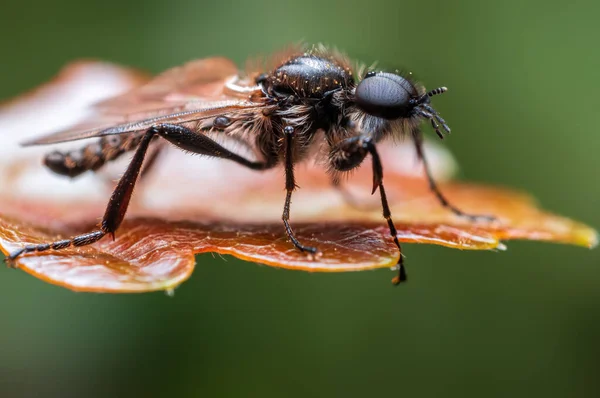 March Fly Sits Leaf Forest — Stockfoto