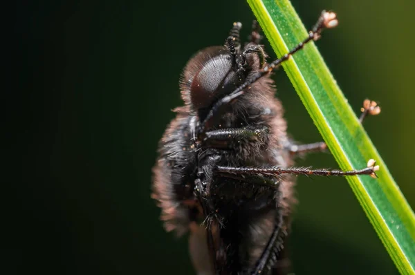 March Fly Sits Blade Grass Meadow — Photo