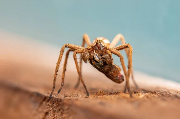 Predatory Spider Prey Bridal Gift — Stock Photo, Image