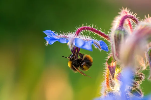 Bee Sits Flower Meadow — стоковое фото