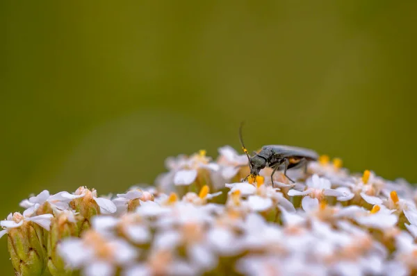 Beetle Sitting White Umbel Flowers Meadow Summer — 스톡 사진