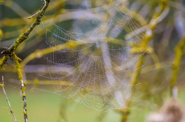 Spider Web Dewdrops Meadow Summer — Stockfoto