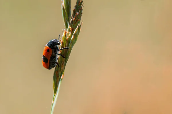 Ant Bag Beetle Sits Stalk Meadow — Stok fotoğraf