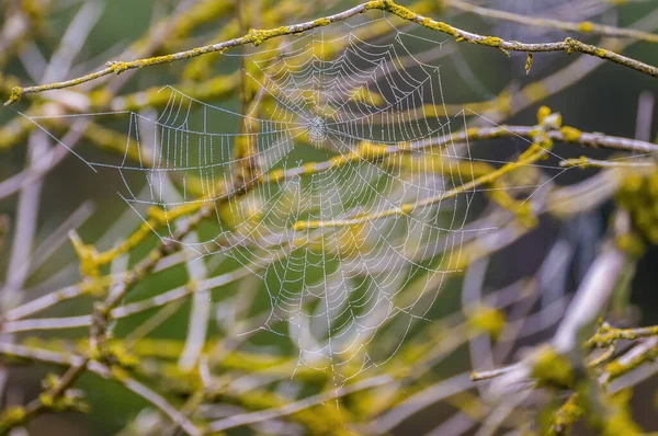 Spider Web Dewdrops Meadow Summer — Fotografia de Stock