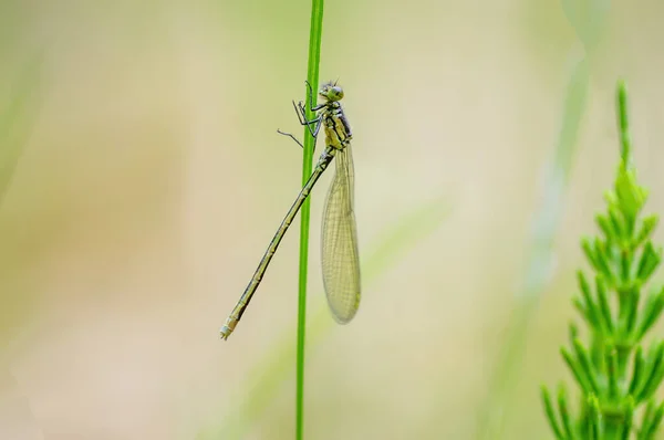 Green Dragonfly Sits Stalk Meadow — Stockfoto