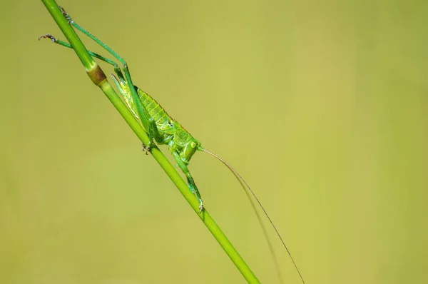 Green Grasshopper Sits Stalk Meadow — Zdjęcie stockowe