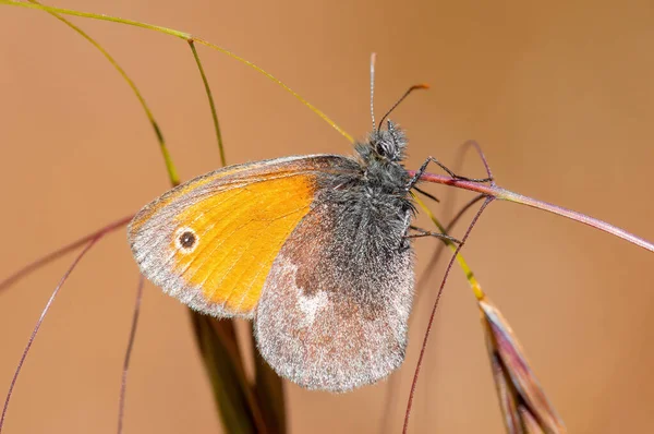 Brown Butterly Sits Stalk Meadow — 스톡 사진