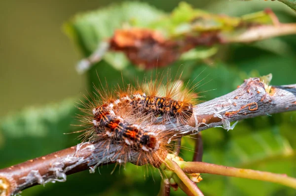 Caterpillar Sits Leaf Meadow — Stockfoto