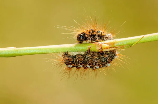 Caterpillar Sits Stalk Meadow — Foto de Stock