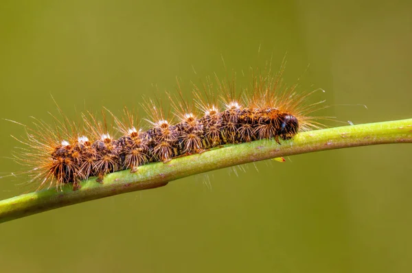Caterpillar Sits Stalk Meadow — Foto de Stock