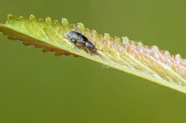 Green Weevil Sits Leaf Meadow — стоковое фото