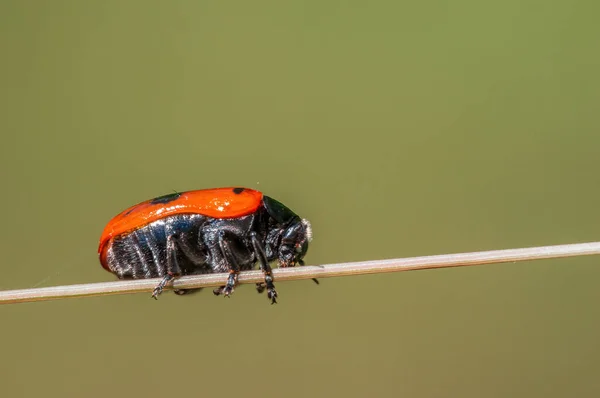 Ant Bag Beetle Sits Stalk Meadow — стоковое фото