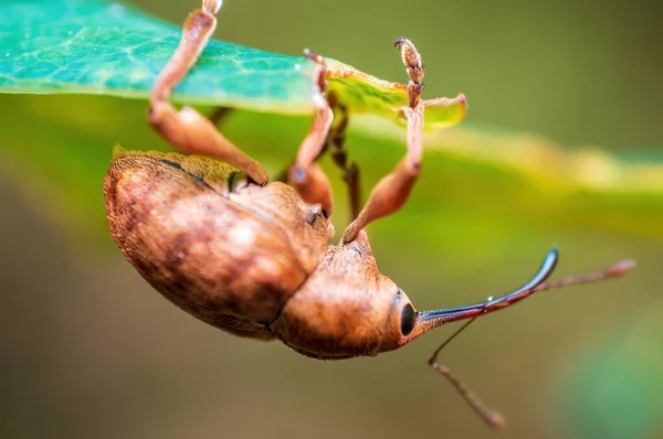 Brown Weevil Sits Leaf Meadow — Stockfoto