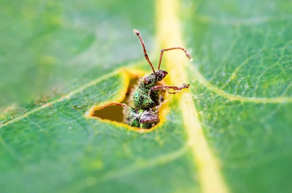 Green Weevil Sits Leaf Meadow — ストック写真