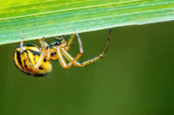 Small Spider Waiting Its Prey Blade Grass — Fotografia de Stock