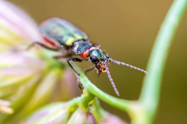 a green beetle sits on a stalk in a meadow