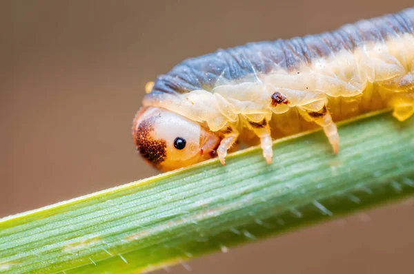 Caterpillar Sits Stalk Meadow — Fotografia de Stock