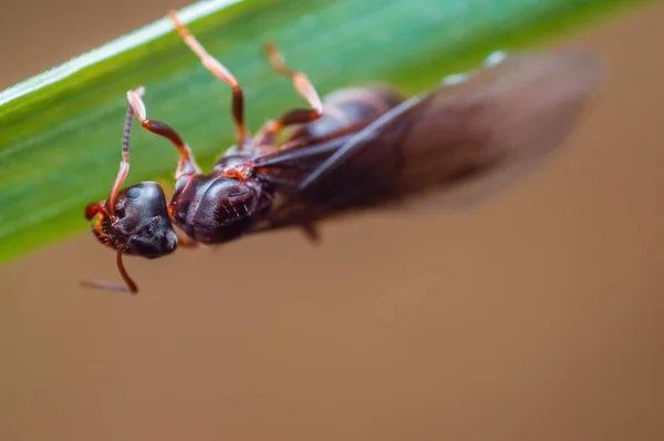 Big Black Ant Sits Stalk Meadow — Stockfoto