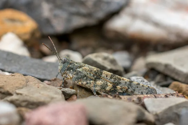 Gray Grasshopper Sits Well Camouflaged Path — Stok fotoğraf