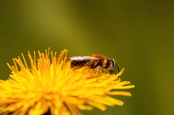 Bee Sits Flower Meadow — 스톡 사진