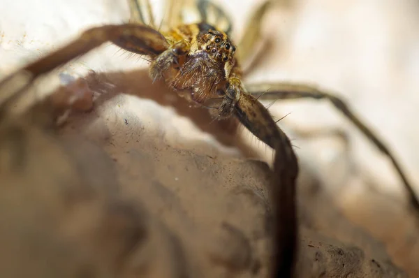 Predatory Spider Waiting Its Prey — стоковое фото