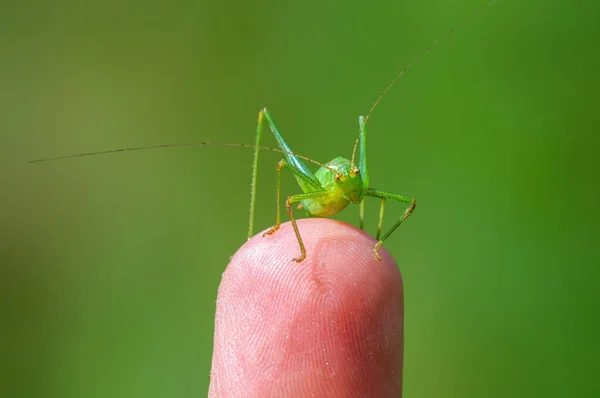 a green grasshopper sits on a finger and warm up