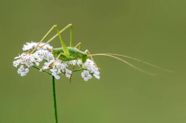 Green Grasshopper Sits Flower Meadow — ストック写真