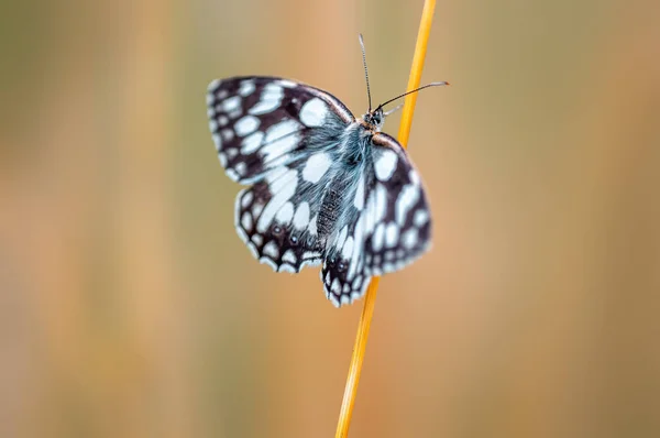 Marbled White Sitting Flower Meadow — Photo