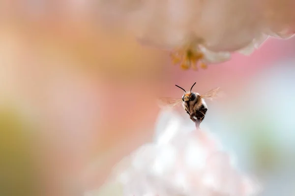 Bee Flies Flowers Meadow — Stock Photo, Image