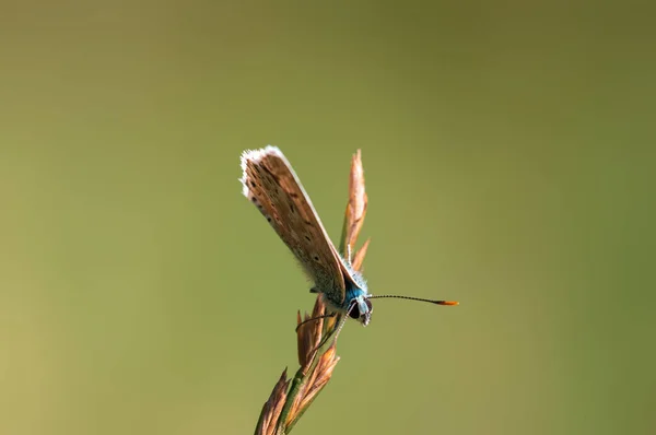 Common Blue Butterfly Sits Stalk Meadow — Stock fotografie
