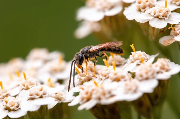 Wasp Sits Flower Meadow — 스톡 사진