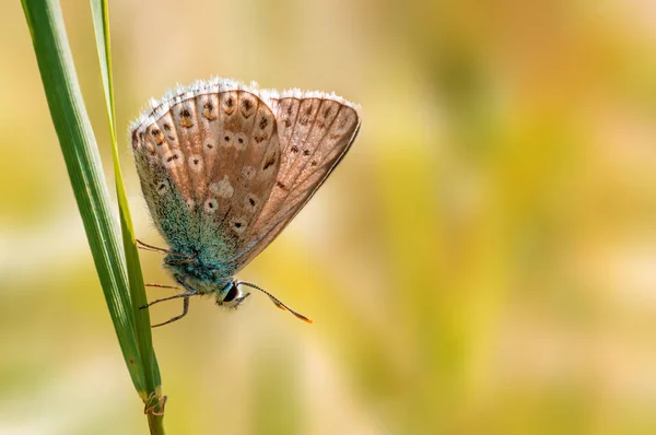 Common Blue Butterfly Sits Stalk Meadow — Fotografia de Stock