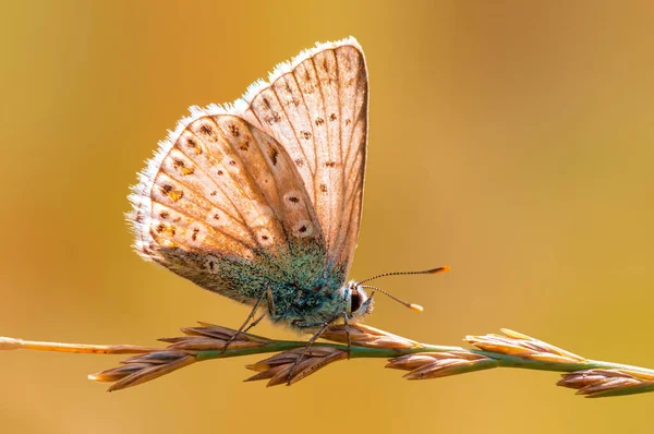 Common Blue Butterfly Sits Stalk Meadow — Φωτογραφία Αρχείου