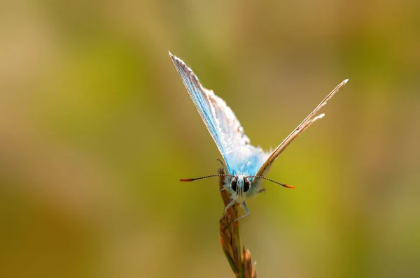 Common Blue Butterfly Sits Stalk Meadow — Fotografia de Stock