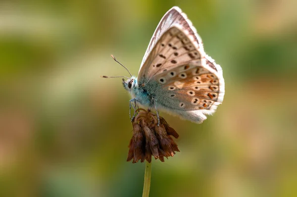 Common Blue Butterfly Sits Flower Meadow — 图库照片