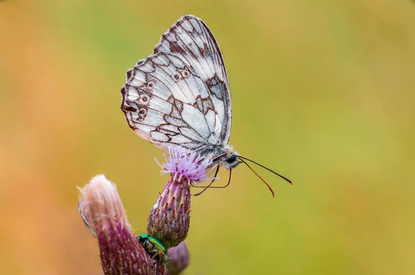 Marbled White Sitting Flower Meadow — Stockfoto