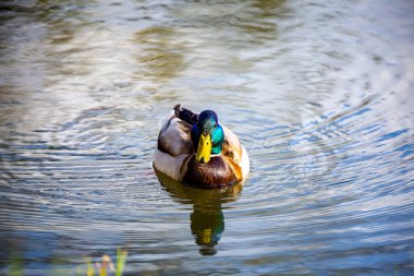 Gölde yüzen erkek ördeğin yakın çekimi. Güneşli bir günde. 