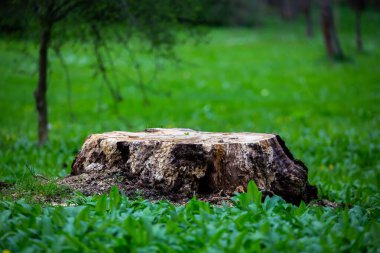 Şehir parkındaki bir nilüfer çiçeğinin halısından sarkan eski bir ağaç gövdesi. Bulutlu bir günde yapılmış. Yumuşak ışık.