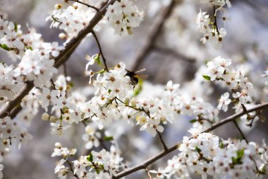 Yaban arıları, şehir parkındaki beyaz bahar çiçeklerinden nektar topluyor. Güneşli bir günde yapılmış, arka plan bulanık..