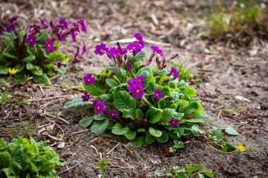 Bahar bahçesinde çiçek açan çuha çiçeği. Bulutlu bir günde yapılmış. Yumuşak ışık.