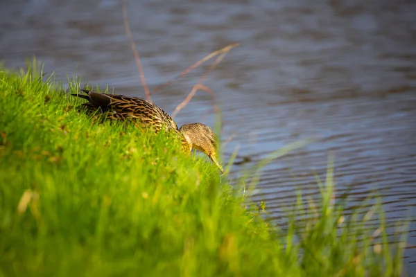 Close Duck Female Jumping Pond Made Sunny Day — Stock Photo, Image