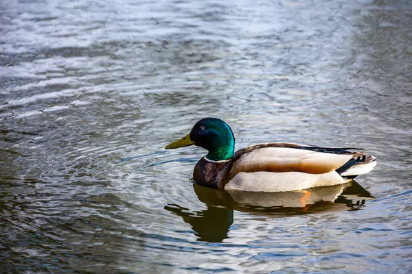 一只公鸭子在池塘里游泳的特写镜头 在阳光灿烂的日子里 — 图库照片