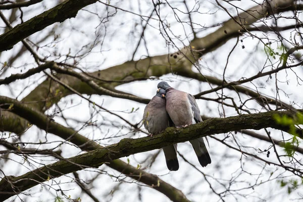 Abrazar Besar Palomas Una Rama —  Fotos de Stock