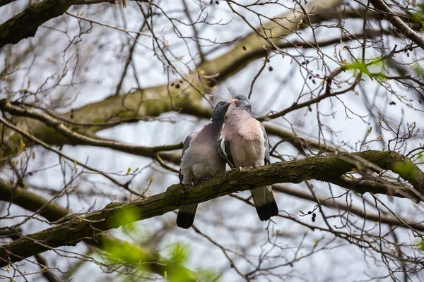 Abrazar Besar Palomas Una Rama —  Fotos de Stock