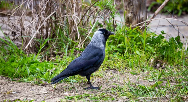 Jackdaw Cammina Terra Cerca Cibo Città Realizzato Una Giornata Nuvolosa — Foto Stock