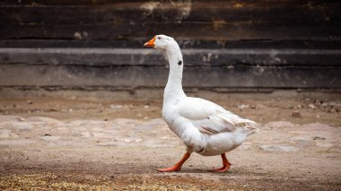 Beyaz bir yerli kaz kırsal bir çiftlikte yürüyor. Ekolojik kümes hayvanları. Fotoğraf bulutlu bir günde, yumuşak bir ışıkta çekildi..