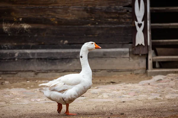 Ganso Doméstico Branco Anda Torno Quintal Rural Aves Capoeira Ecológicas — Fotografia de Stock